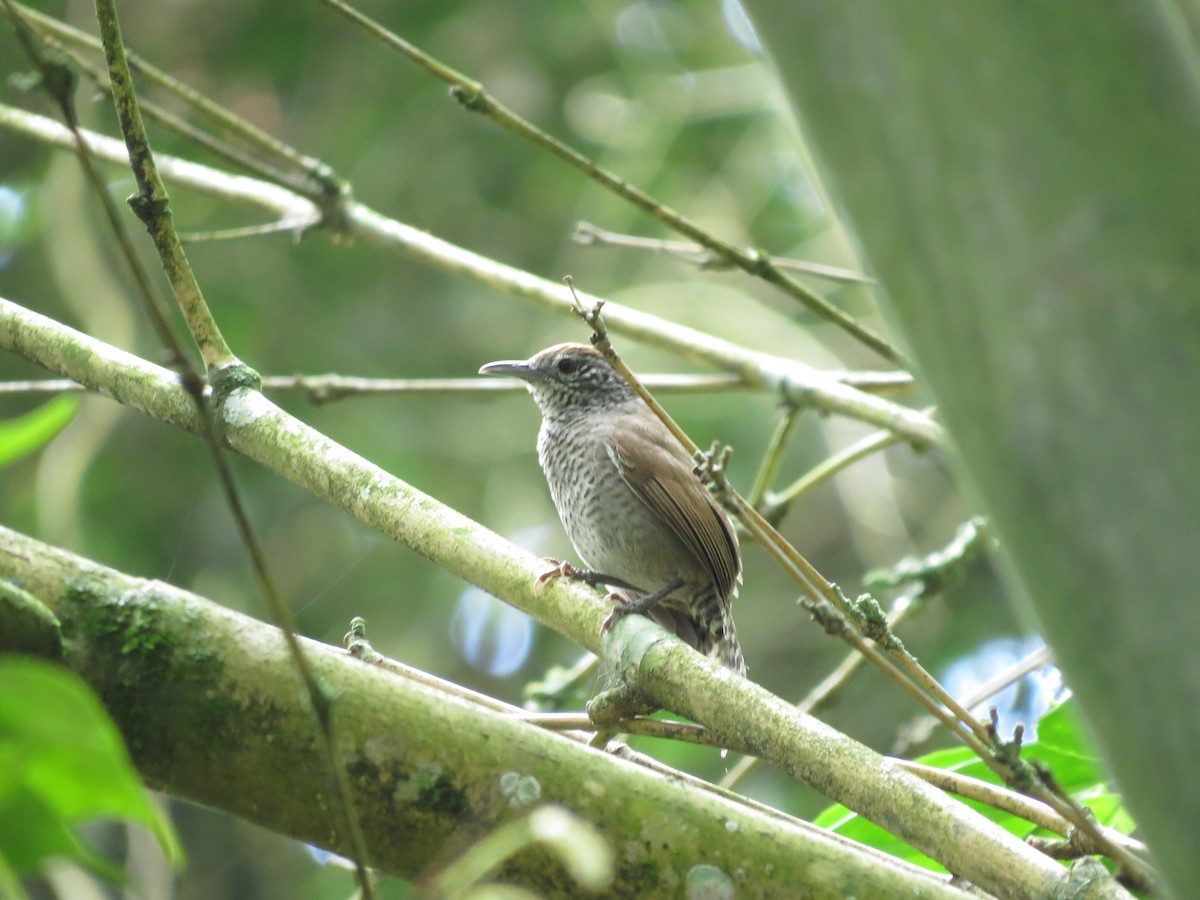 Speckle-breasted Wren - ML42655421