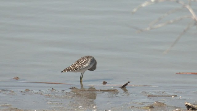 Bruchwasserläufer - ML426555071