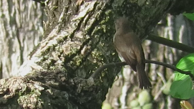 Malaysian Honeyguide - ML426555221