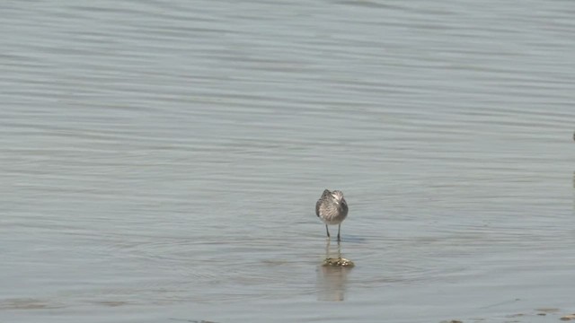 Bruchwasserläufer - ML426556761