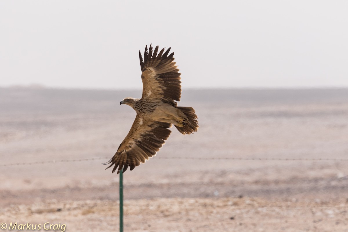 Imperial Eagle - ML42655691