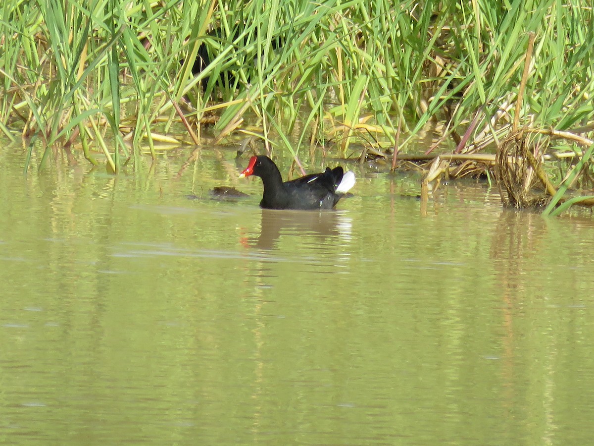 Common Gallinule - ML426561031