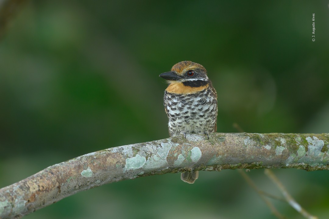 Spotted Puffbird - ML426561821