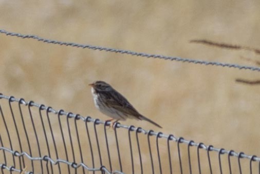 Savannah Sparrow - ML426563101