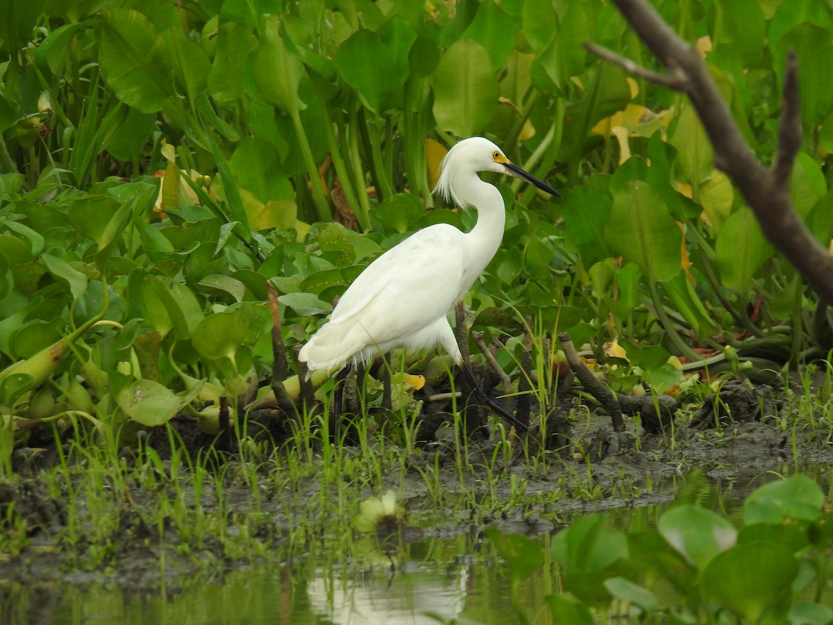 Snowy Egret - ML426563381