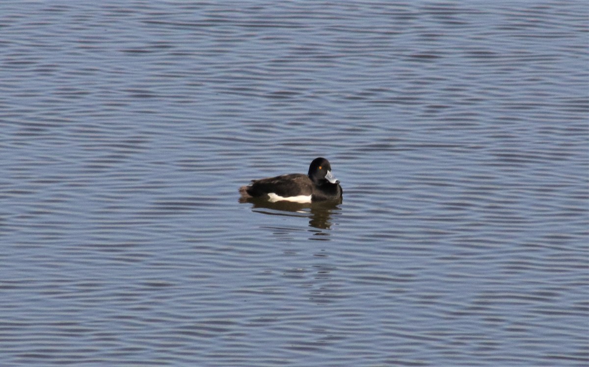 Tufted Duck - ML426563571