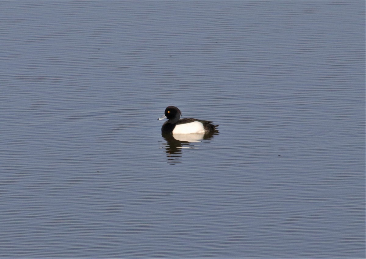 Tufted Duck - ML426563631