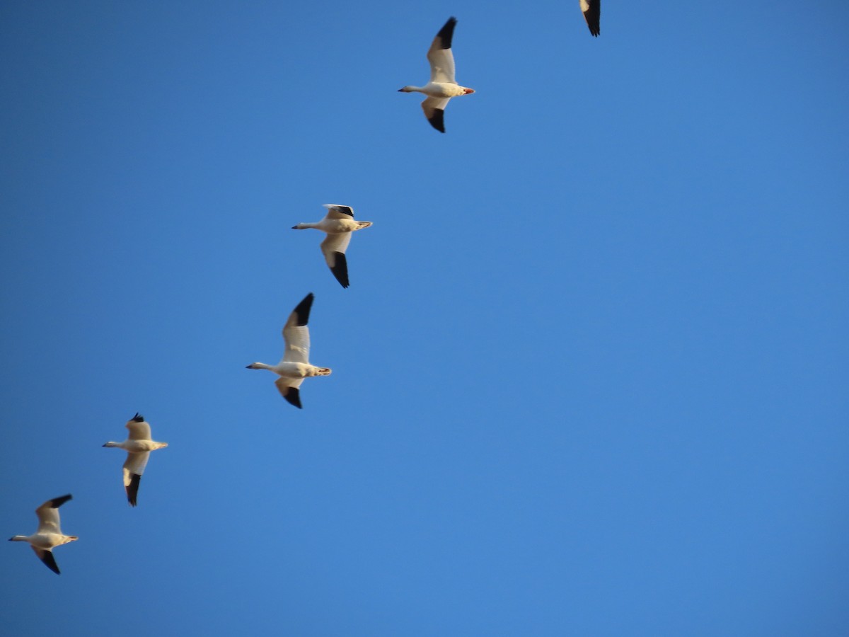 Snow Goose - Sandy Morrissey