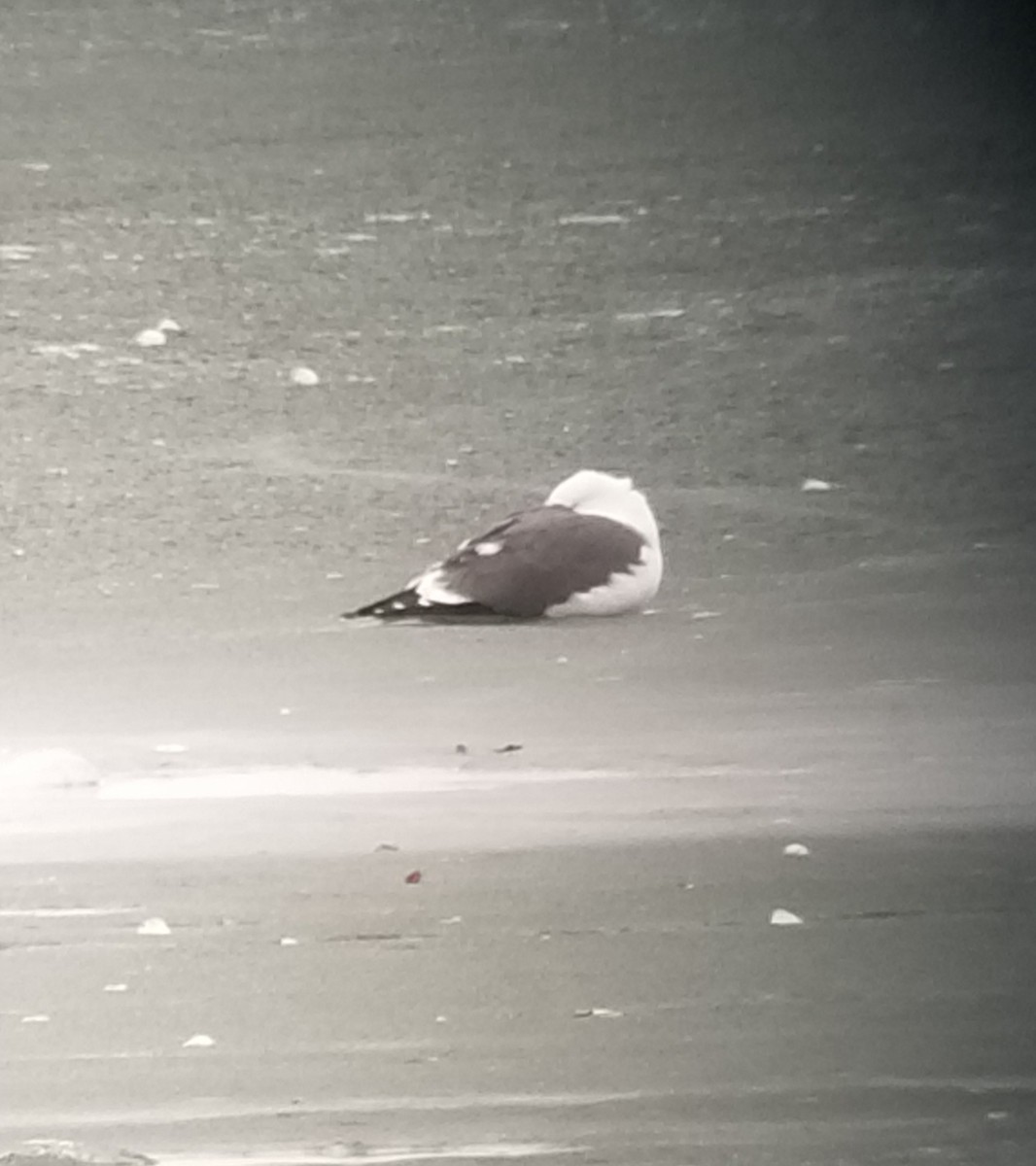 Lesser Black-backed Gull - Andrea Szymczak