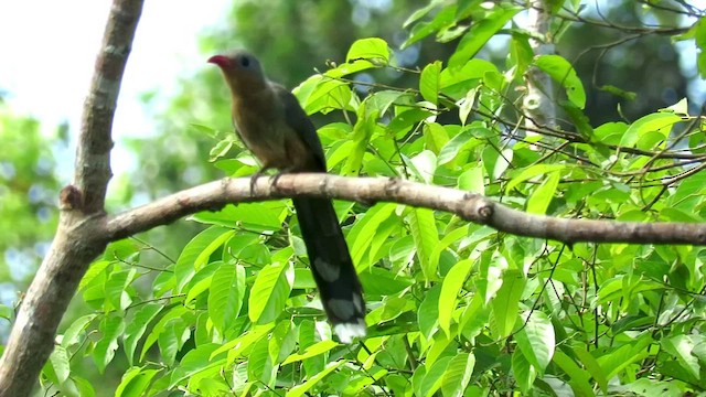 Red-billed Malkoha - ML426567281