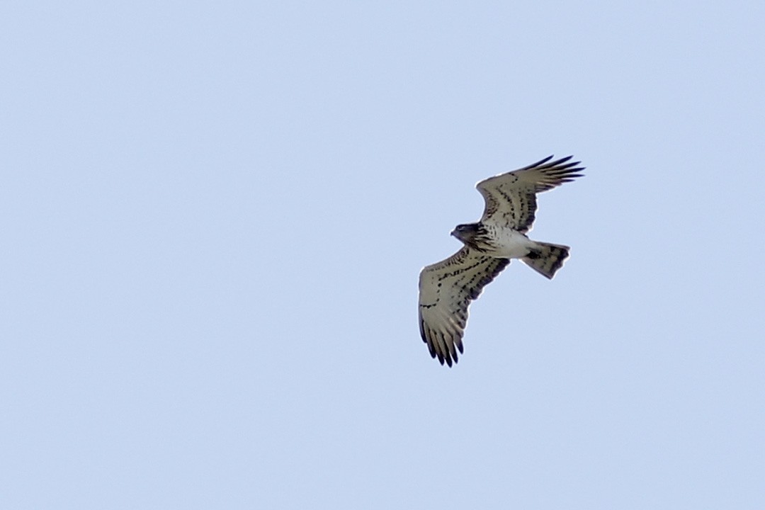 Short-toed Snake-Eagle - Francisco Barroqueiro