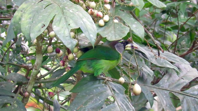 Al Püsküllü Barbet - ML426569701