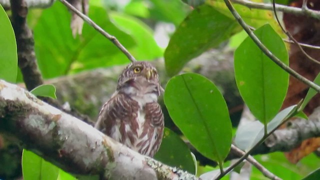 Collared Owlet - ML426569831