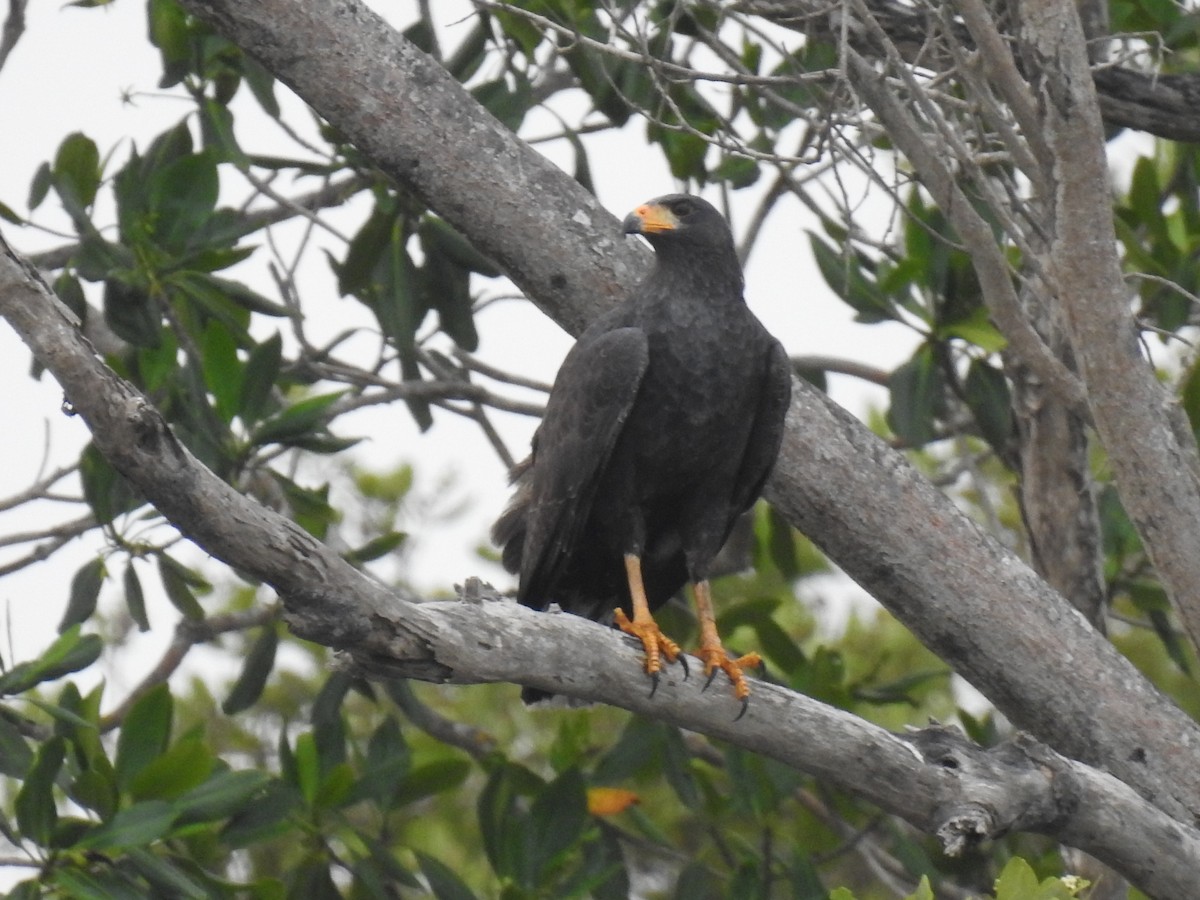 Common Black Hawk - Leandro Niebles Puello