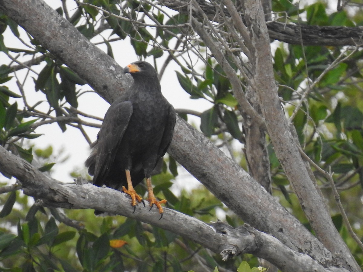 Common Black Hawk - ML426570381