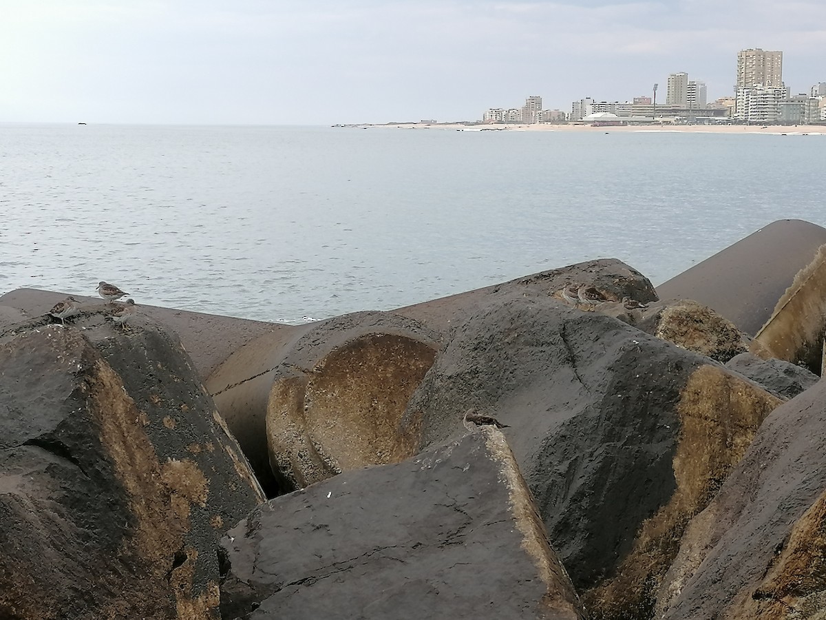 Txirri iluna - ML426571191