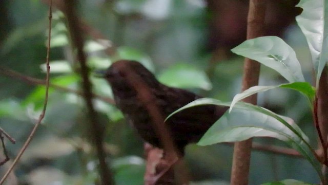 ノドフサザイチメドリ - ML426571511