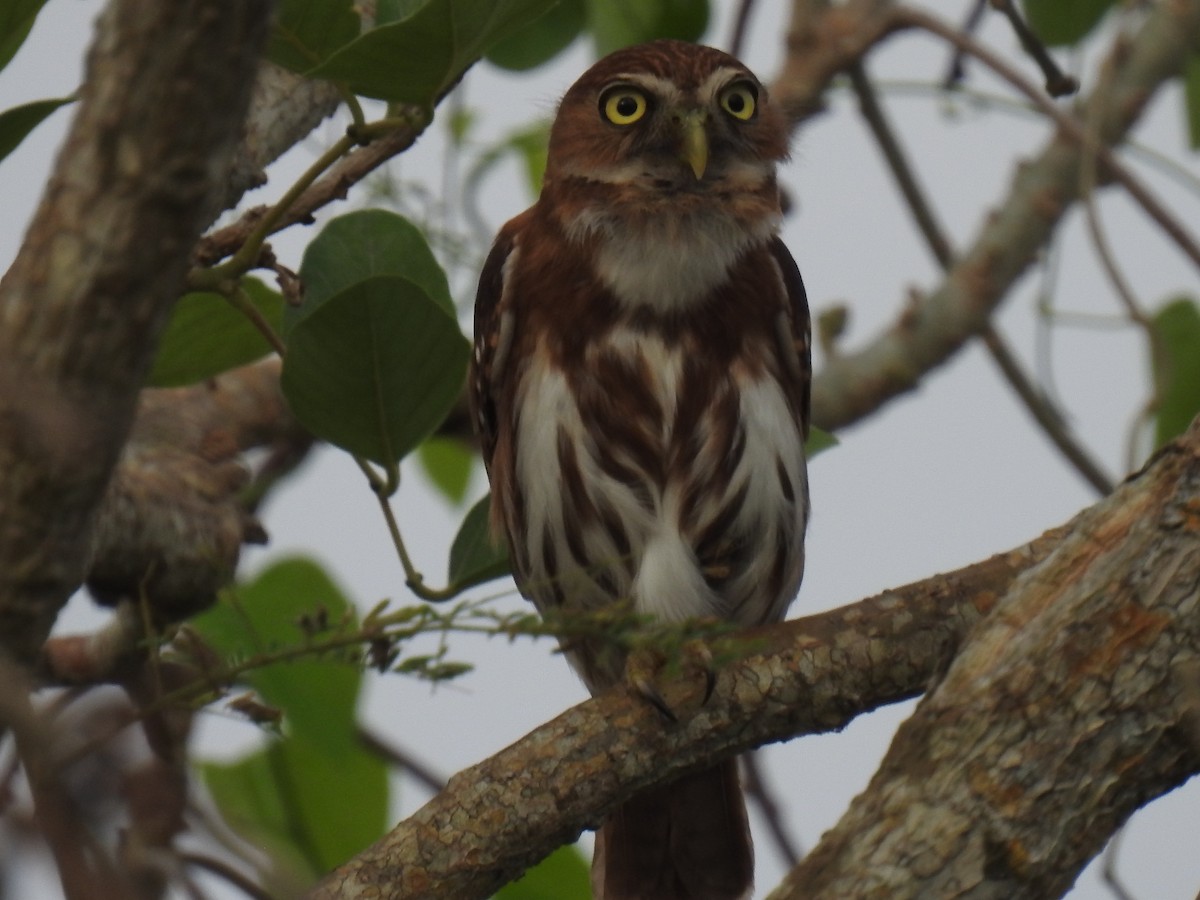 Ferruginous Pygmy-Owl - Leandro Niebles Puello