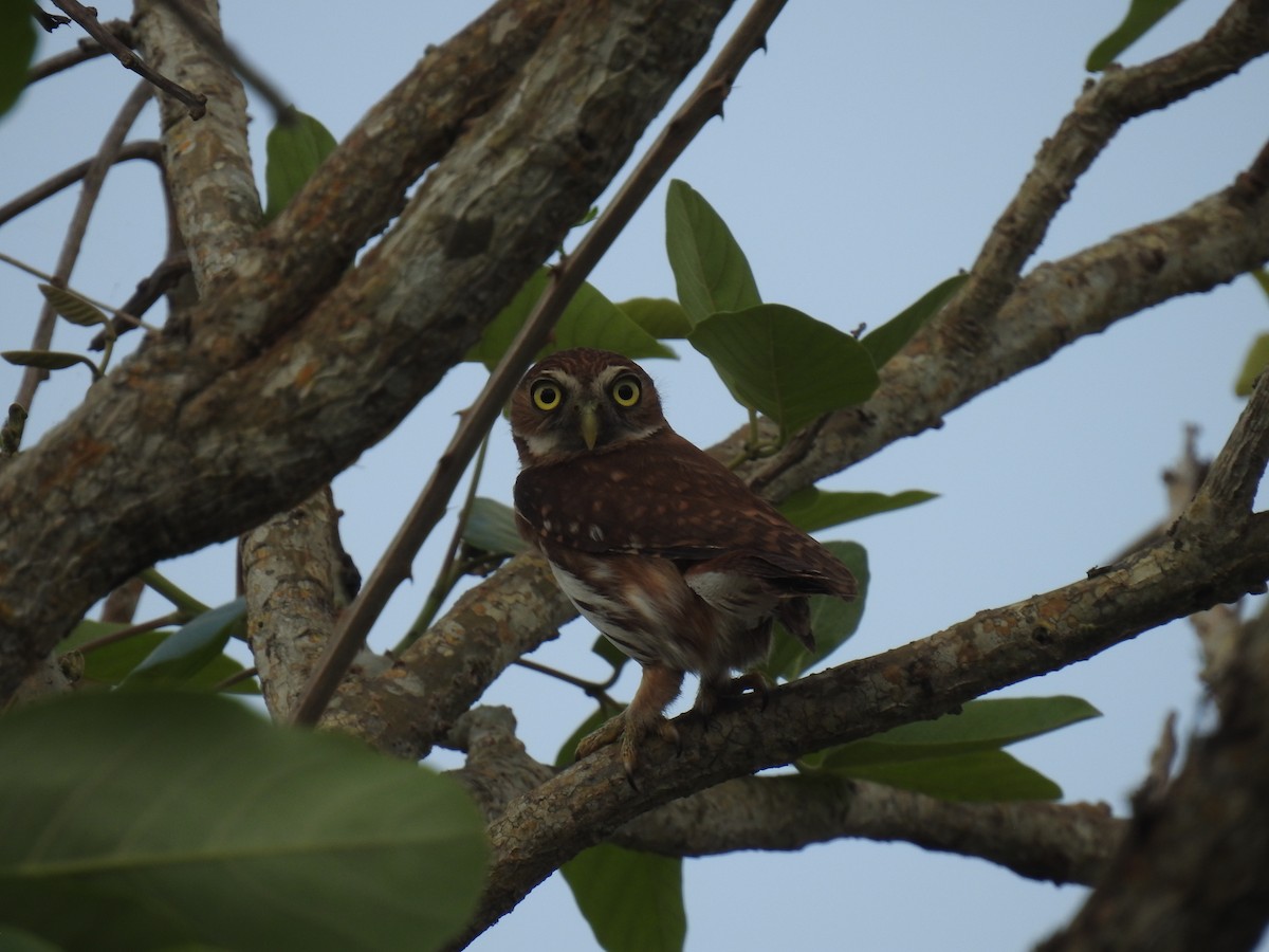 Ferruginous Pygmy-Owl - ML426575871