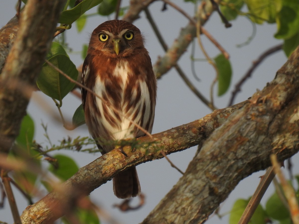 Ferruginous Pygmy-Owl - Leandro Niebles Puello