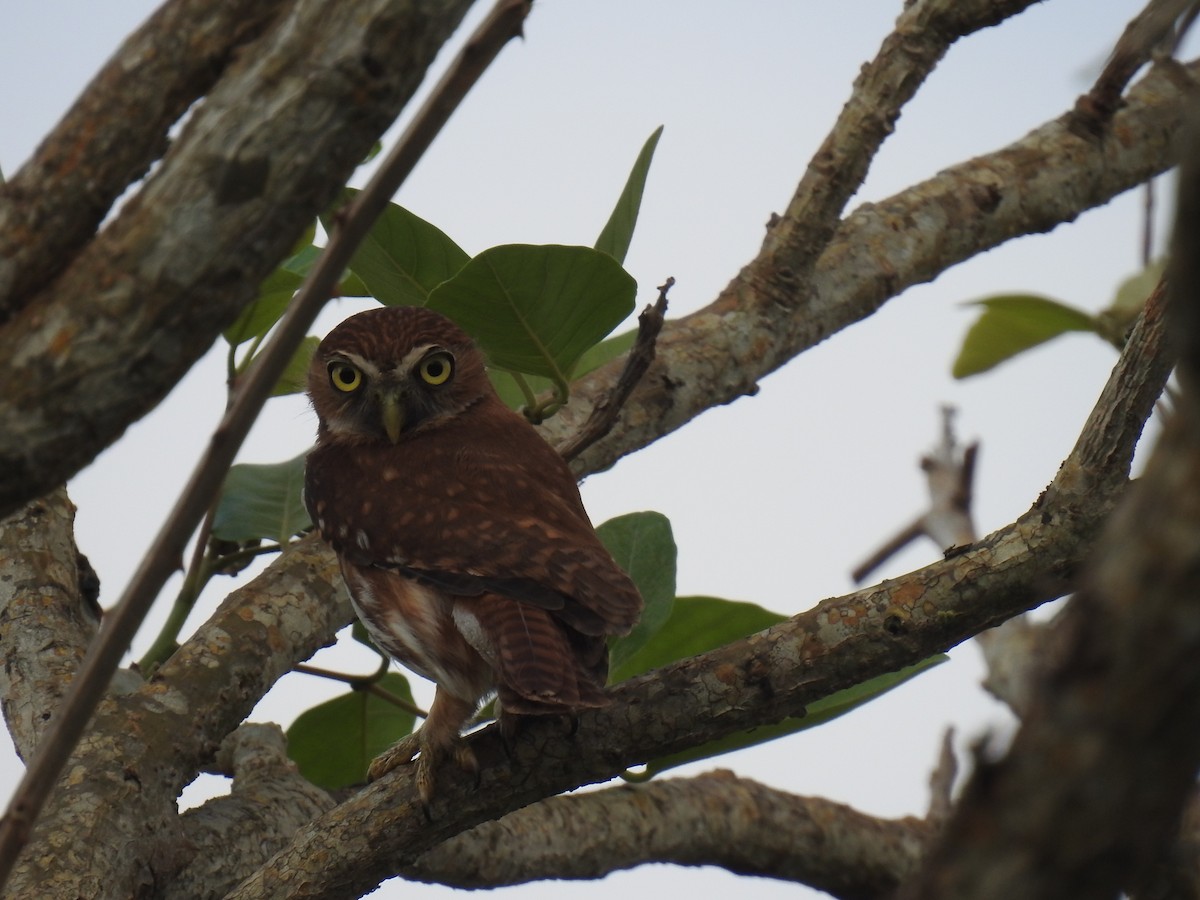 Ferruginous Pygmy-Owl - Leandro Niebles Puello