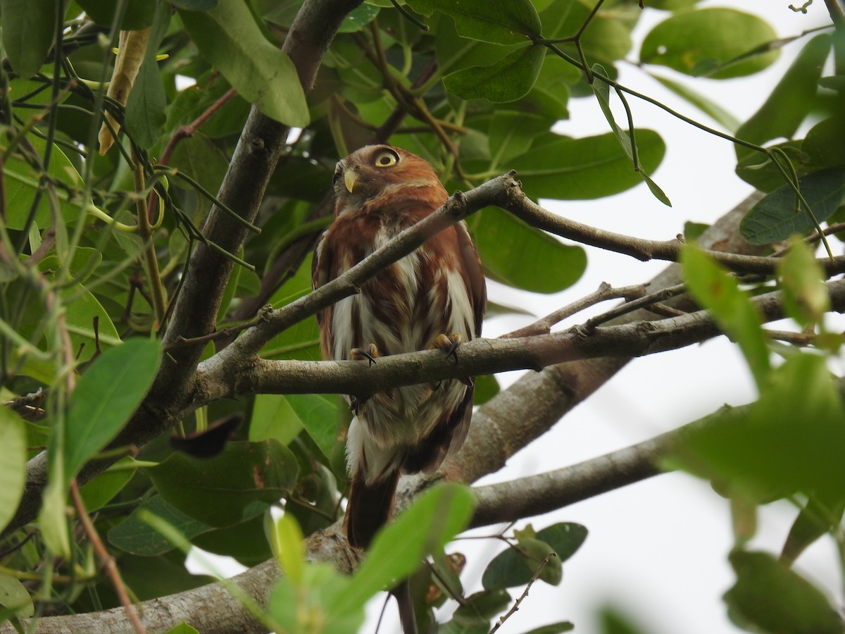 Ferruginous Pygmy-Owl - Leandro Niebles Puello