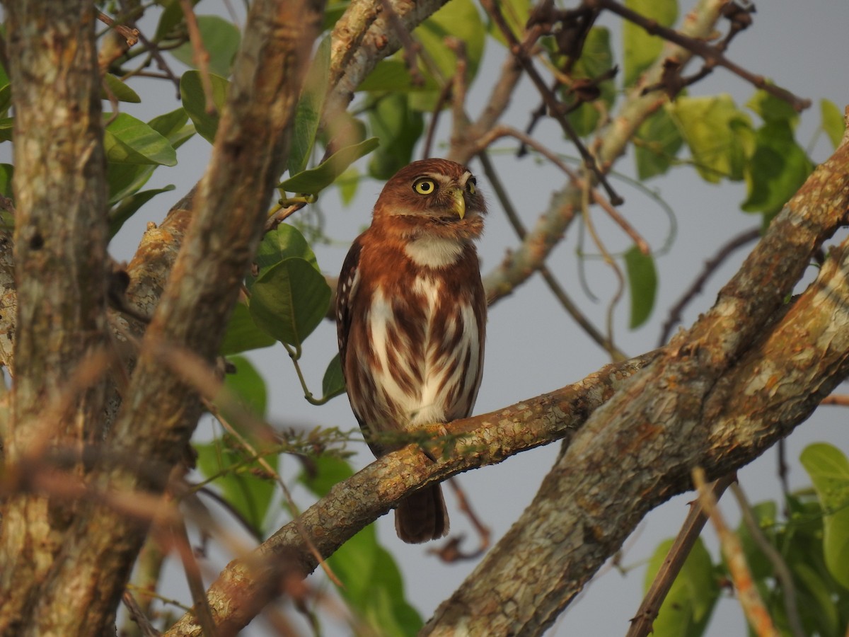 Ferruginous Pygmy-Owl - Leandro Niebles Puello