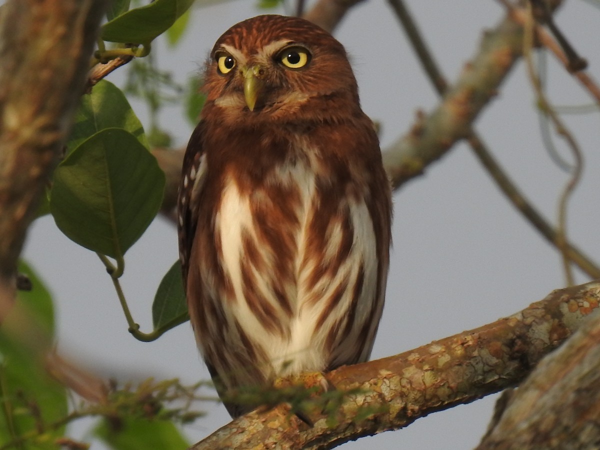 Ferruginous Pygmy-Owl - Leandro Niebles Puello