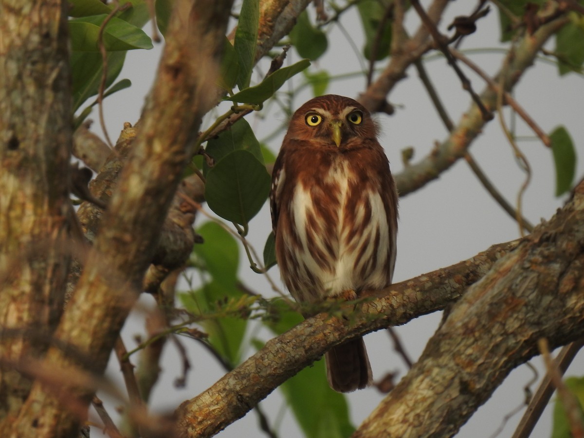 Ferruginous Pygmy-Owl - Leandro Niebles Puello