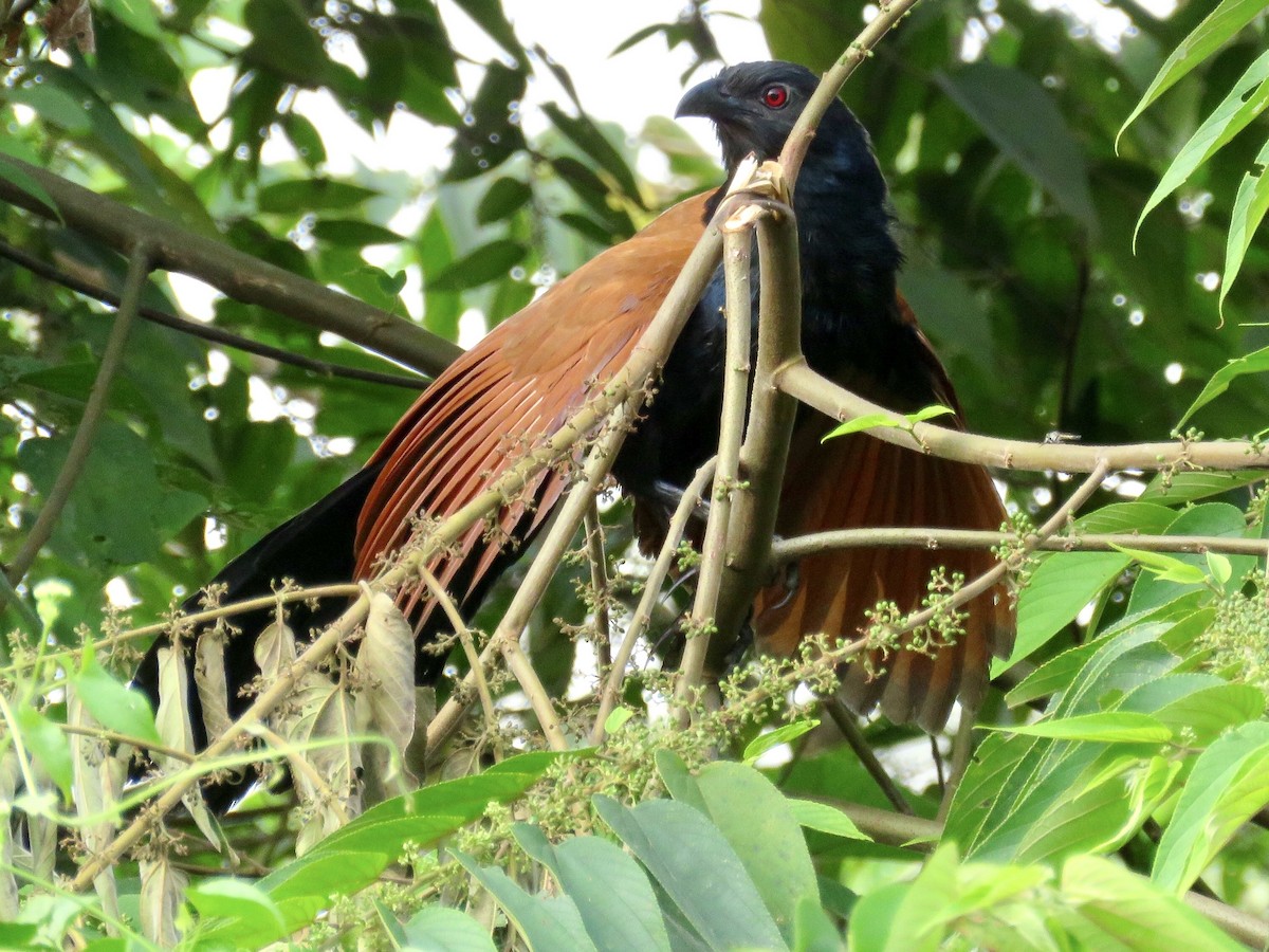 Greater Coucal - GARY DOUGLAS