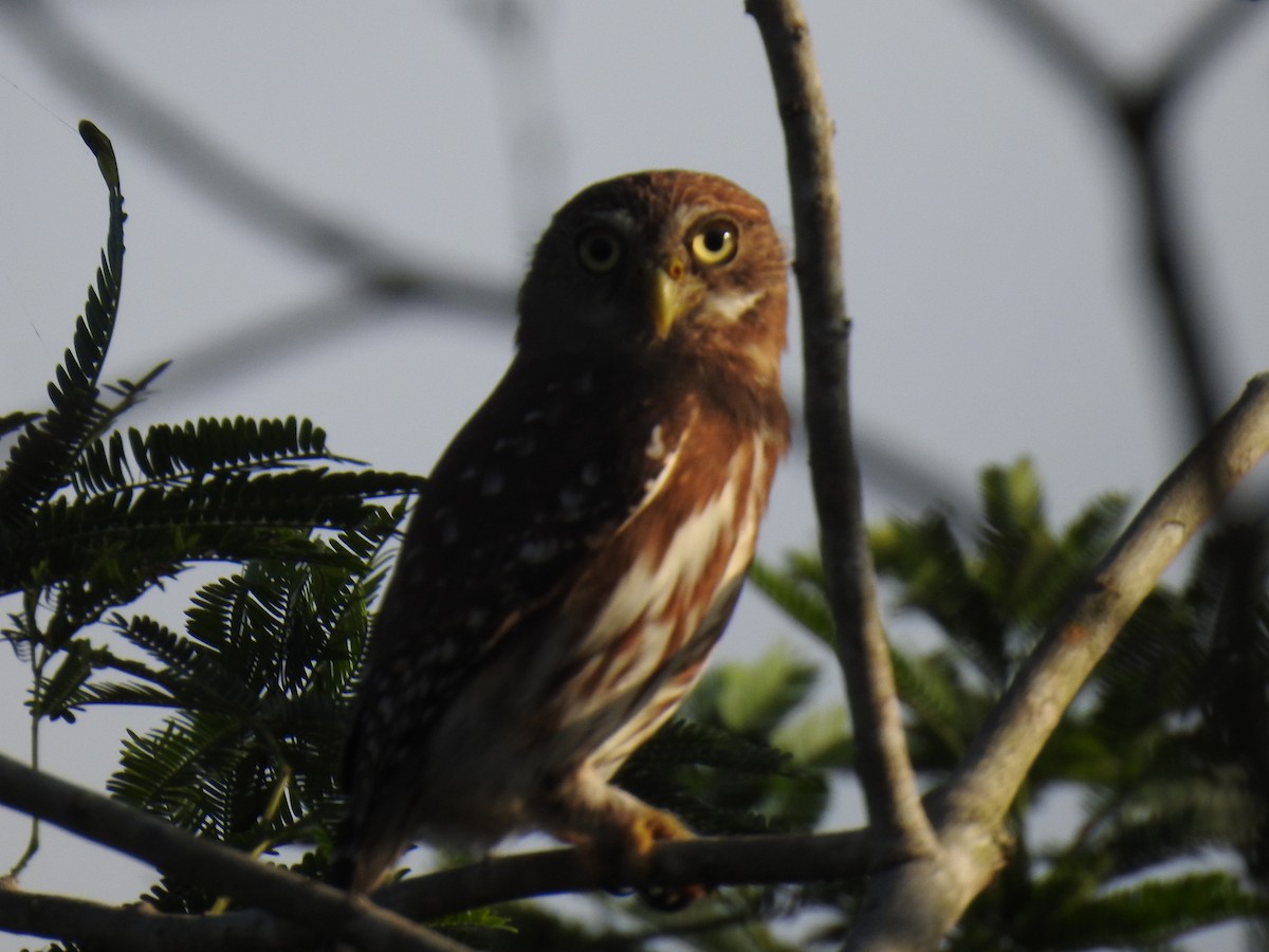 Ferruginous Pygmy-Owl - Leandro Niebles Puello