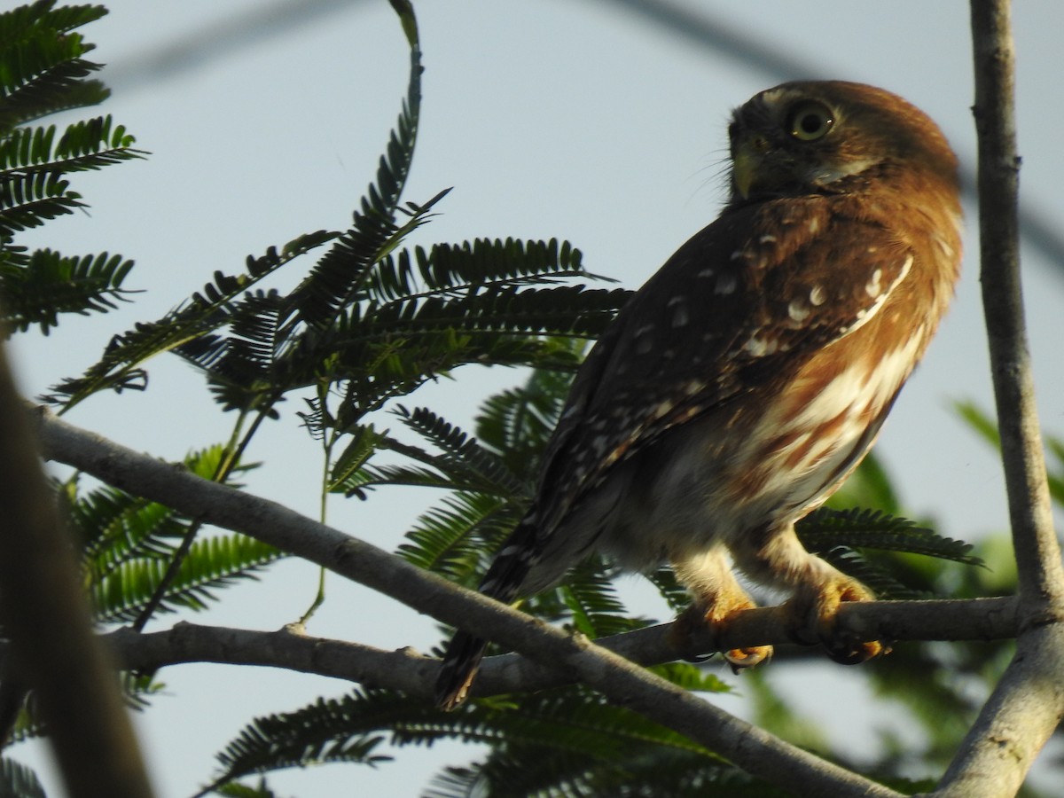 Ferruginous Pygmy-Owl - Leandro Niebles Puello