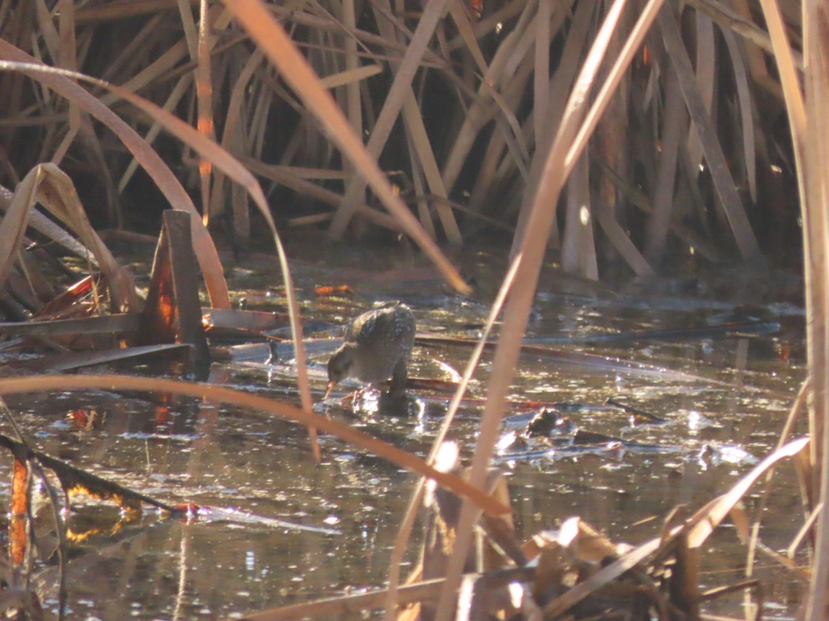 Baillon's Crake - ML426578621