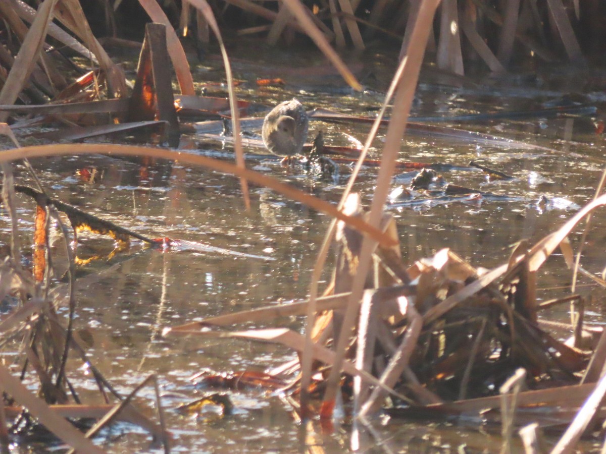 Baillon's Crake - Lloyd Nelson