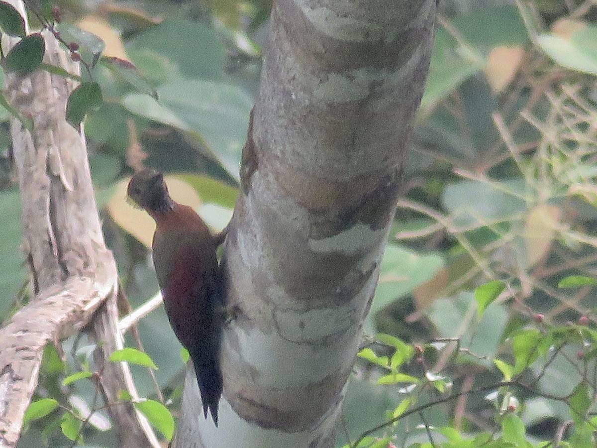 Checker-throated Woodpecker - GARY DOUGLAS