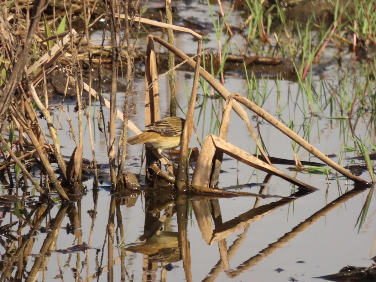 Sedge Warbler - Lloyd Nelson