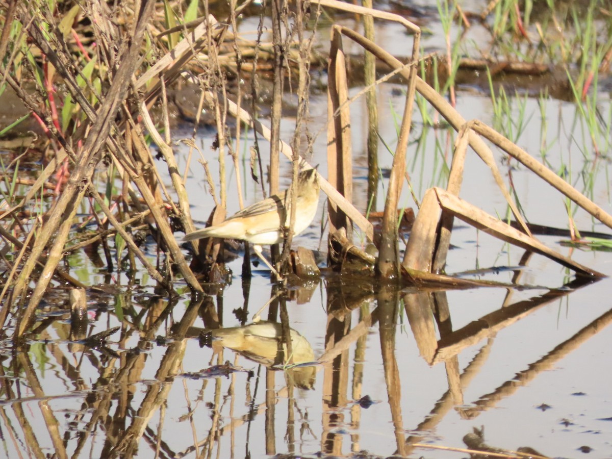 Sedge Warbler - ML426579871