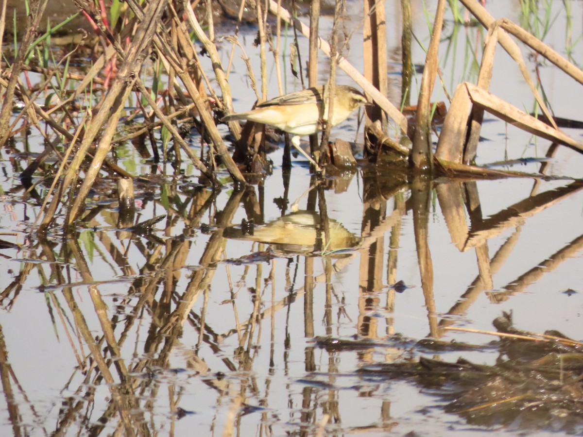 Sedge Warbler - ML426579901