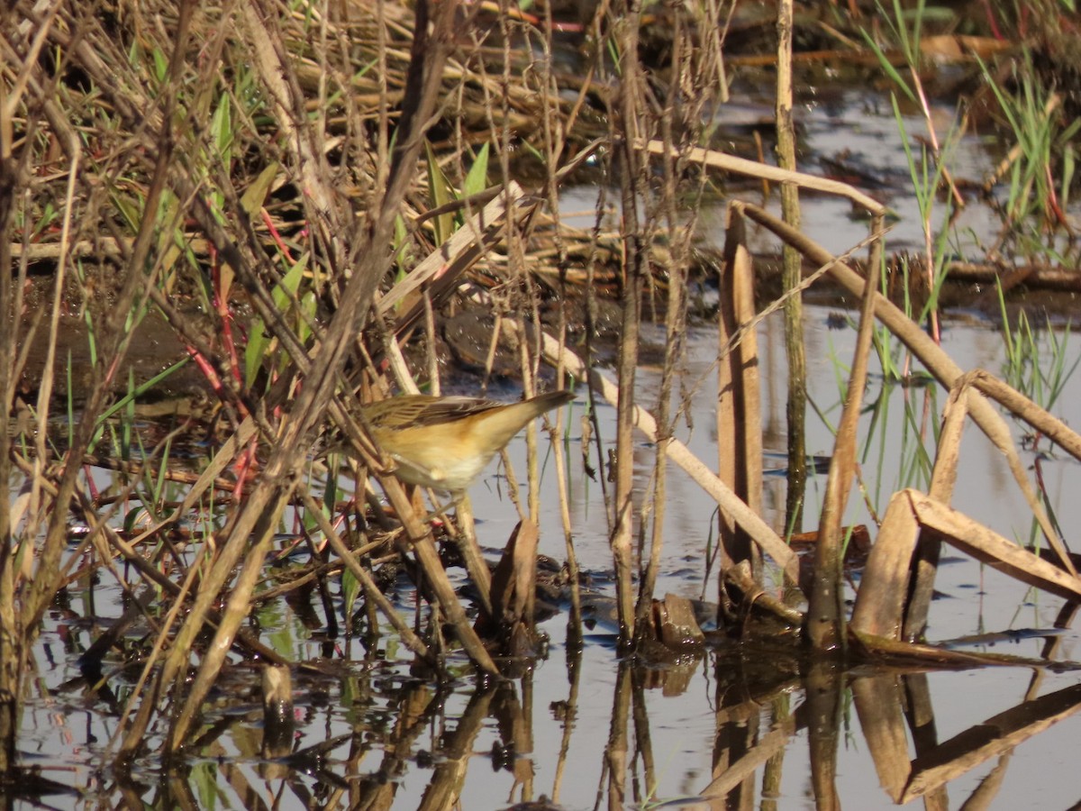 Sedge Warbler - ML426579961