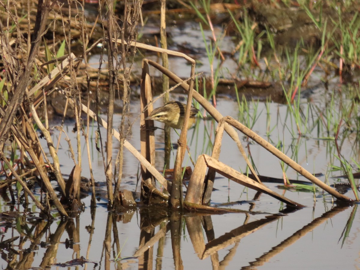 Sedge Warbler - ML426579981