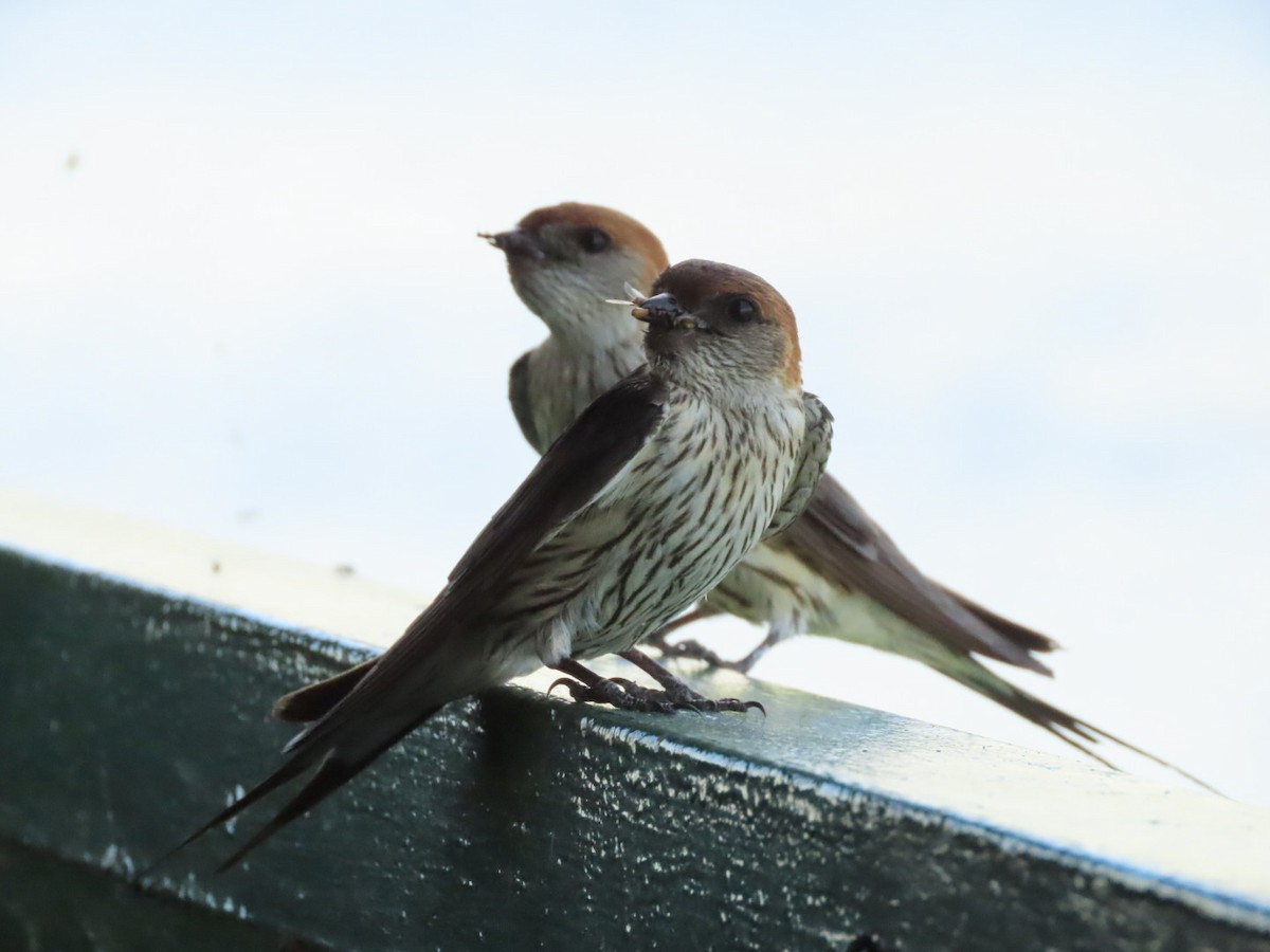 Greater Striped Swallow - ML426580101