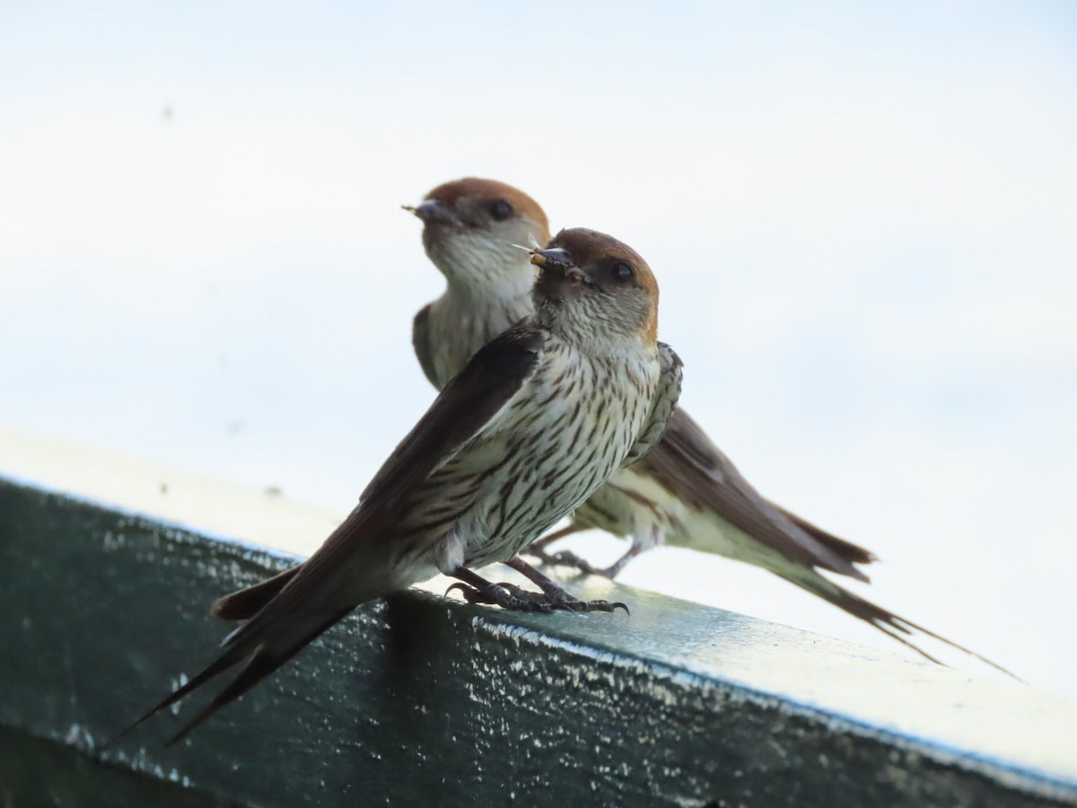 Greater Striped Swallow - ML426580111