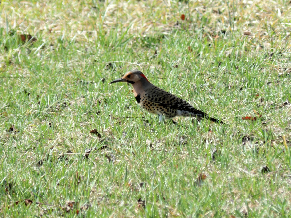 Northern Flicker - ML426581001