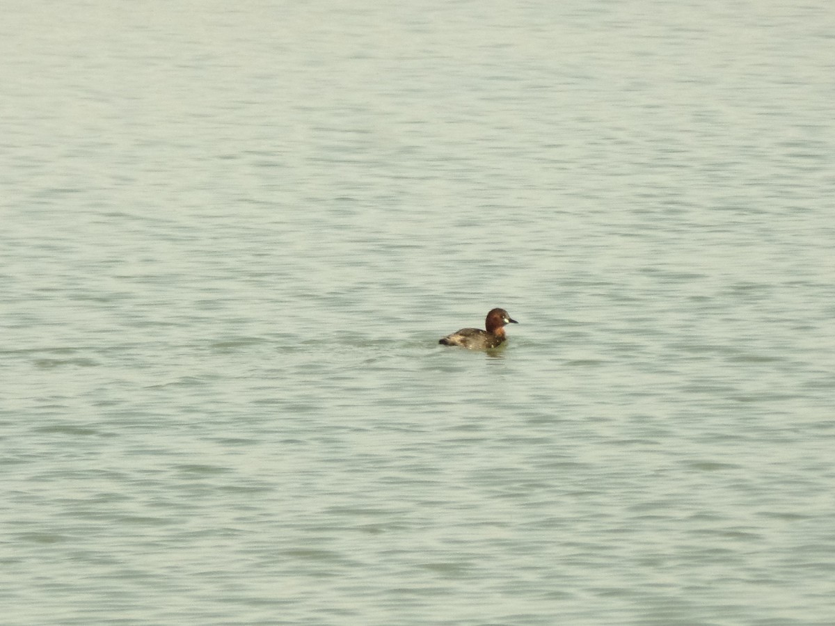 Little Grebe - ahmad mohammadi ravesh