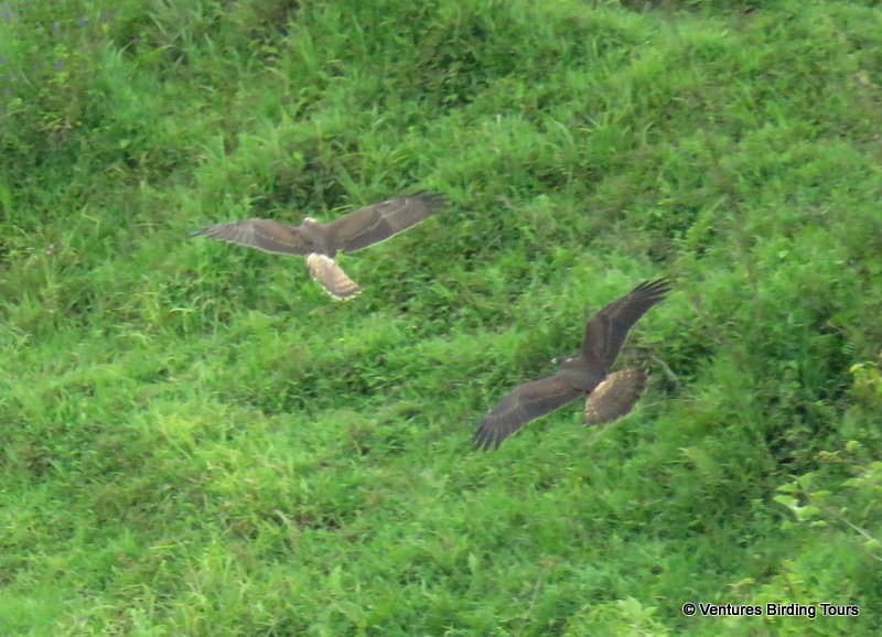 Swamp Harrier - ML42658491