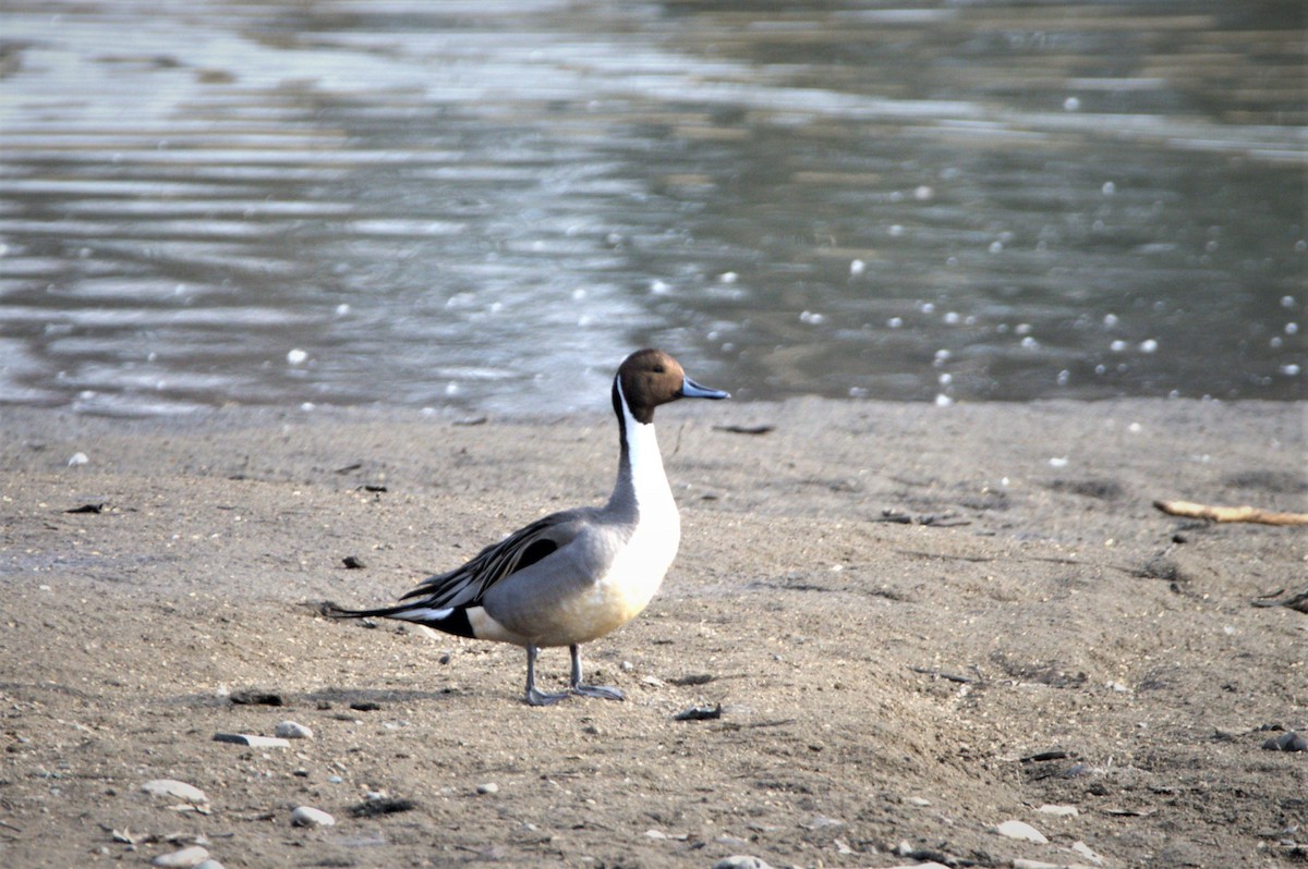 Northern Pintail - Anne Spiers