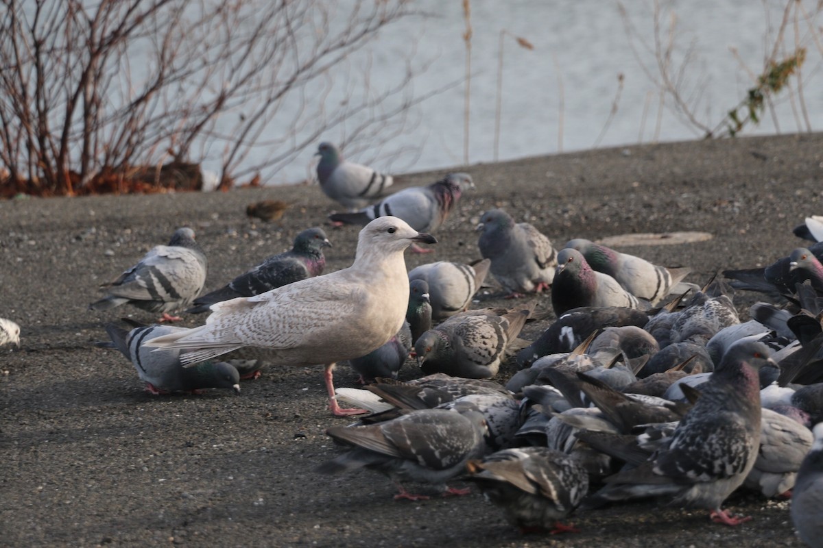 Gaviota Groenlandesa (kumlieni/glaucoides) - ML42658541