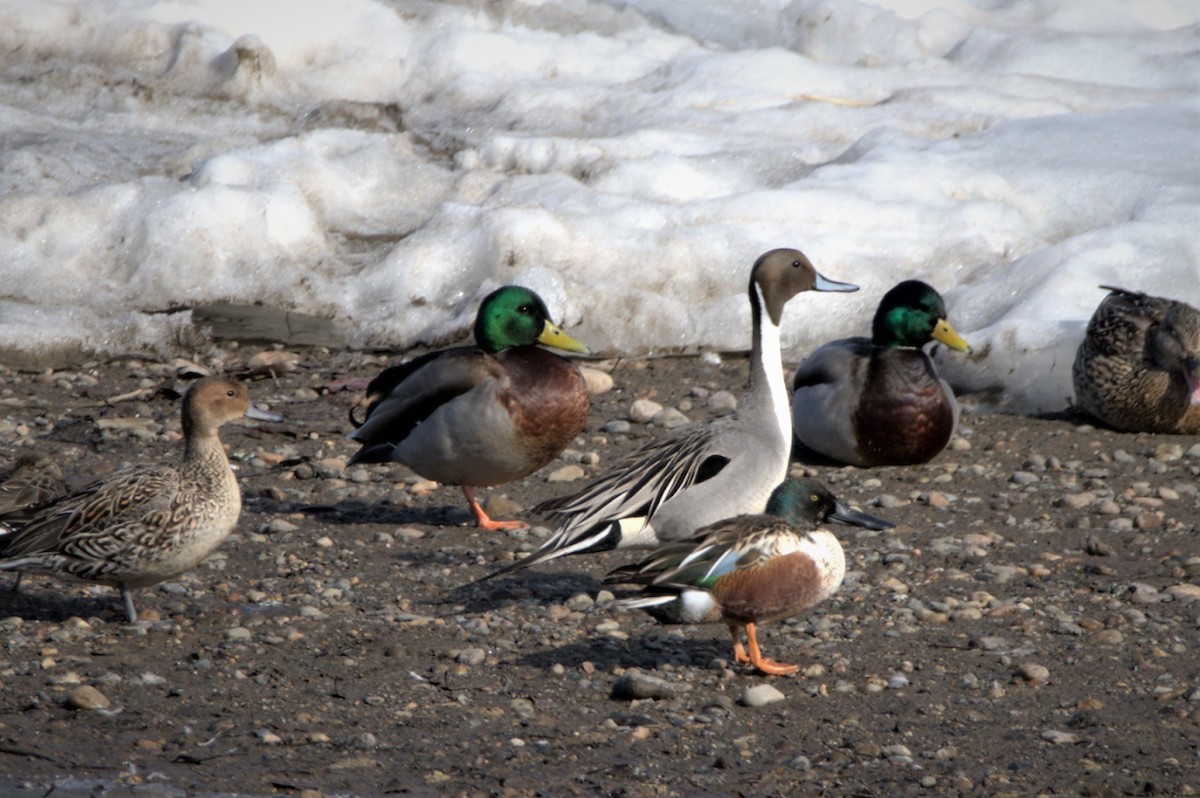 Northern Pintail - ML426585431