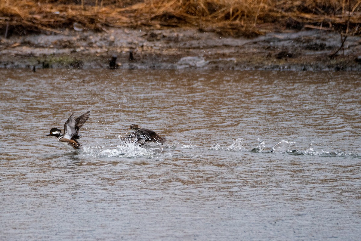 Hooded Merganser - ML426585471