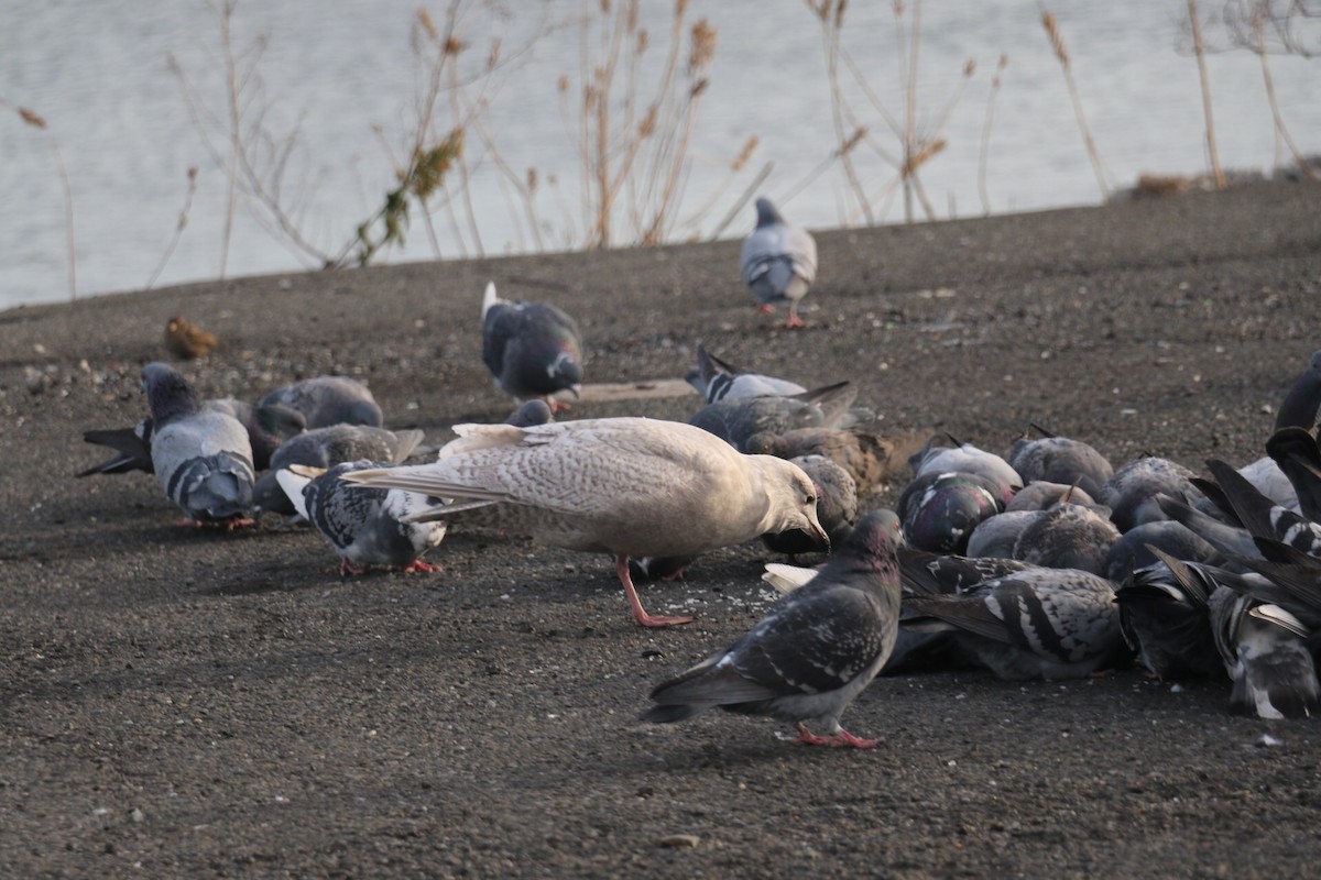 Gaviota Groenlandesa (kumlieni/glaucoides) - ML42658551